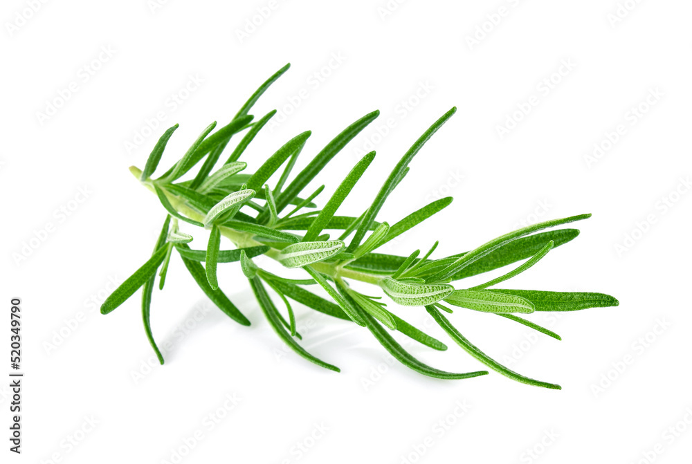 Fototapeta premium Rosemary isolated on white background