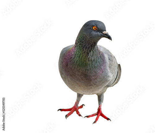Grey dove  pigeon isolated on white background.