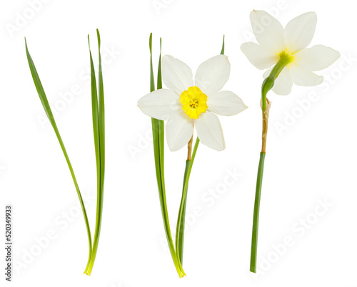 фотографія Single isolated white flowers Daffodils on white background
