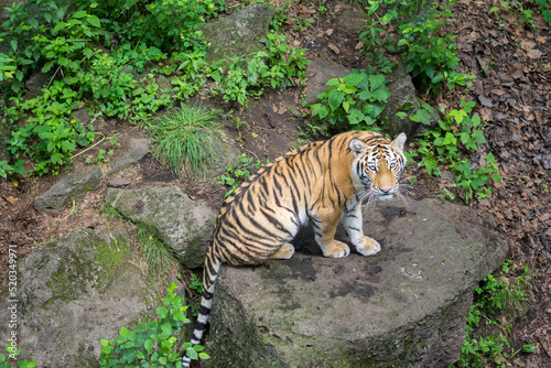 Seaside Safari Park. Vladivostok city.