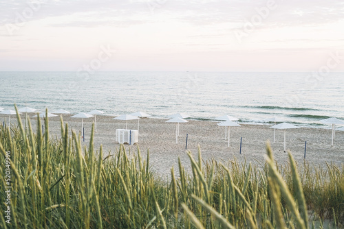 Green grass dunes on background of sandy beach of the Baltic Sea