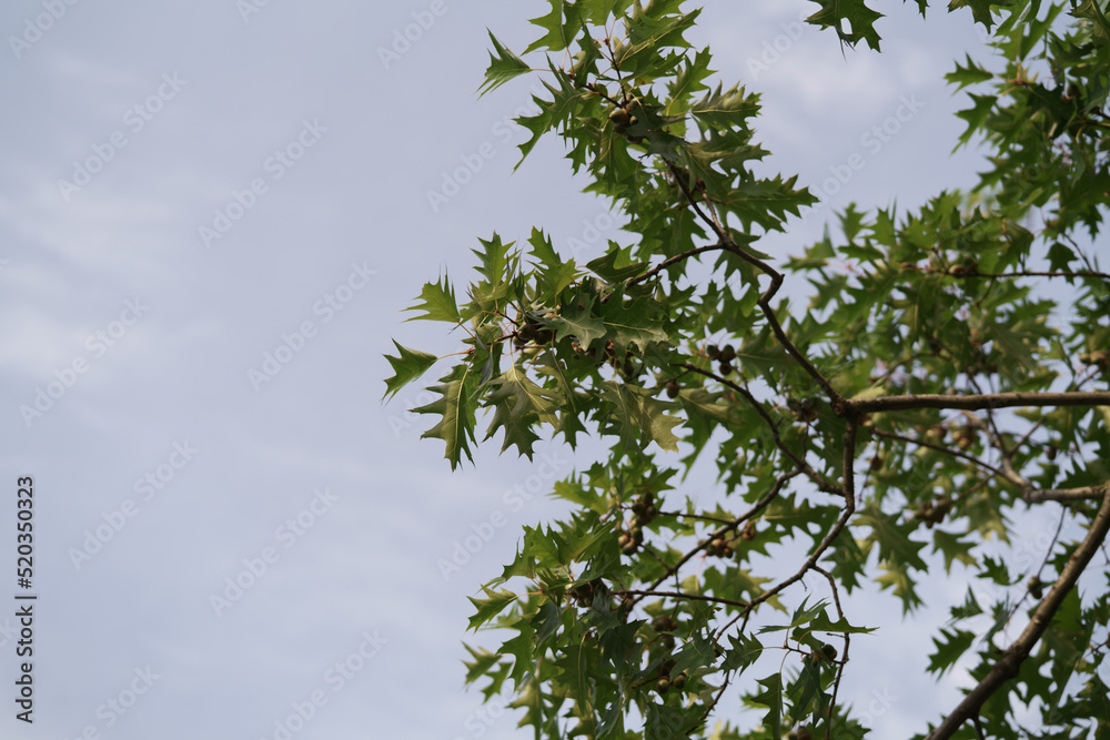 Red oak tree with acorns in sunset light Red oak tree with acorns in sunset light