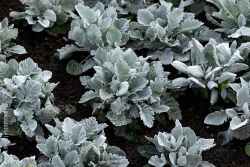 ornamental plant Jacobaea maritima with silvery wooly curly leaves in summer garden