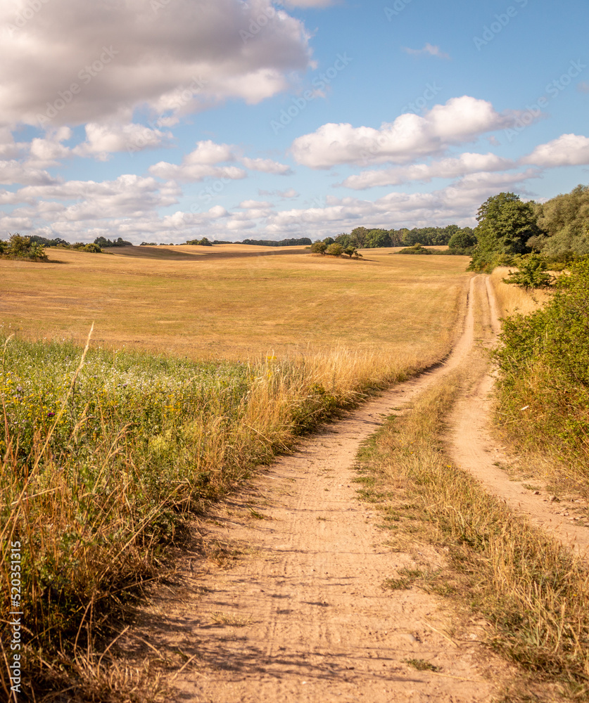 Fototapeta premium Sommerwiese