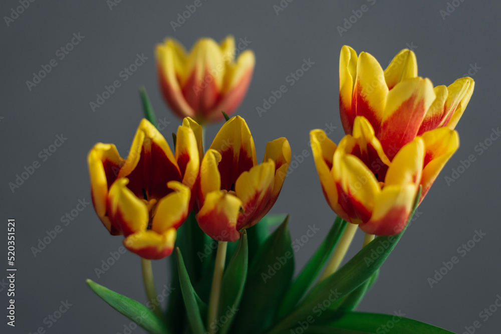 Fototapeta premium Orange tulips in a vase on a gray background.