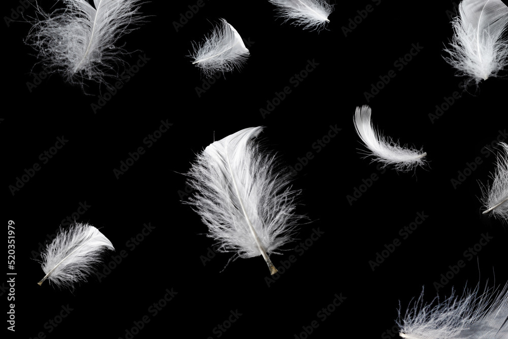 White feather isolated on a black background. White feather isolated on a black background.