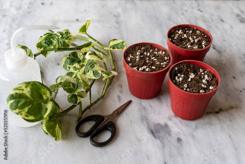 Epipremnum Pothos ‘NJoy’ plants propagation from cuttings in small pots photo