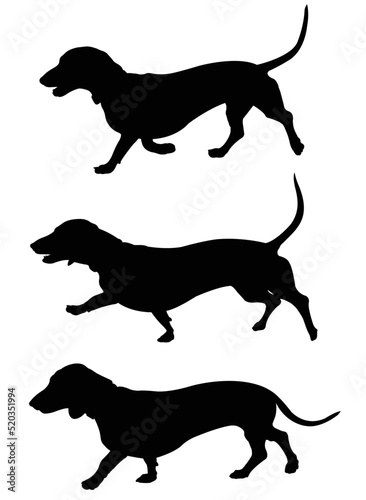 dachshund dog walk silhouettes -  vector artwork