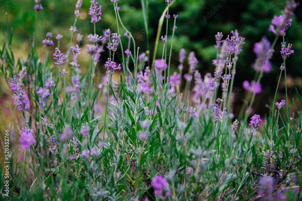 Fototapeta premium Close-up of a sprig of flowering lavender. A purple flower in a flower bed or in a field. Production of essential oil.