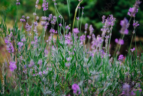 Close-up of a sprig of flowering lavender. A purple flower in a flower bed or in a field. Production of essential oil.