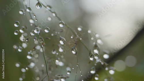 Big drops of dew on a grass. Big water drops on a grass