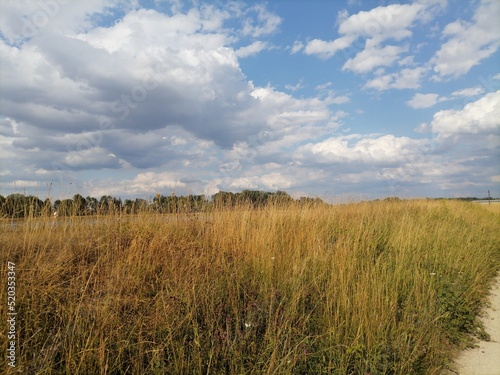 grass and sky