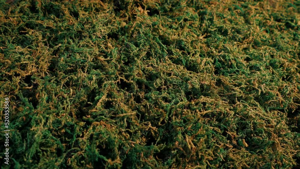 Dried Out Moss Pile Moving Shot