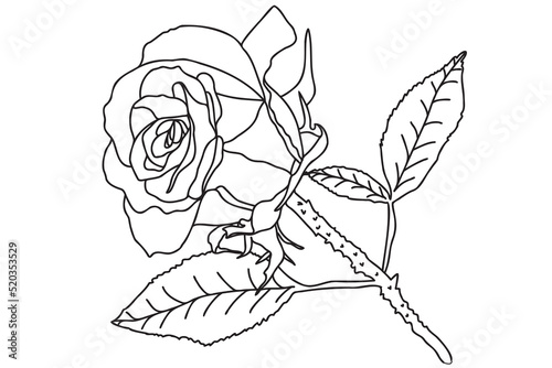  a single rose is drawn with a black outline, it is intended for tattoo, printing, cards, fabric printing, March 8, Valentine, label, logo and other occasions.