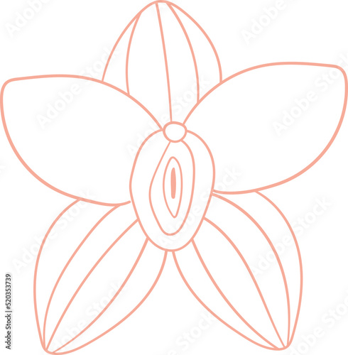 Orchid flower female vagina
