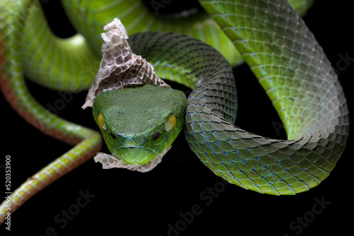 Barat Bamboo Pitviper (Trimeresurus popeiorum barati) in the process of moulting. Trimeresurus popeiorum barati is a venomous pitviper subspecies endemic to Indonesia. photo