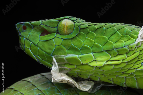 Barat Bamboo Pitviper (Trimeresurus popeiorum barati) in the process of moulting. Trimeresurus popeiorum barati is a venomous pitviper subspecies endemic to Indonesia. photo