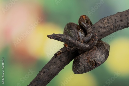 Candoia carinata snake, known commonly as Candoia ground boa snake, Pacific ground boa, or Pacific keel-scaled boa, camouflage with brown tree trunk colors. photo