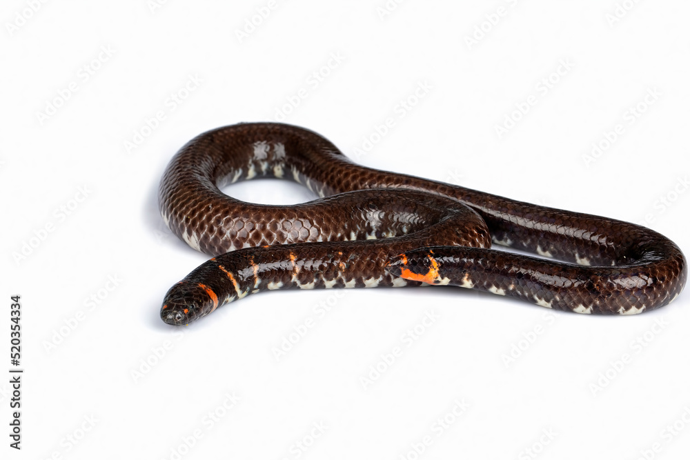 Red Tailed Pipe Snake Scientific Name Cylindrophis Ruffus Isolate White  Stock Photo by ©dwiputra18@gmail.com 364786586
