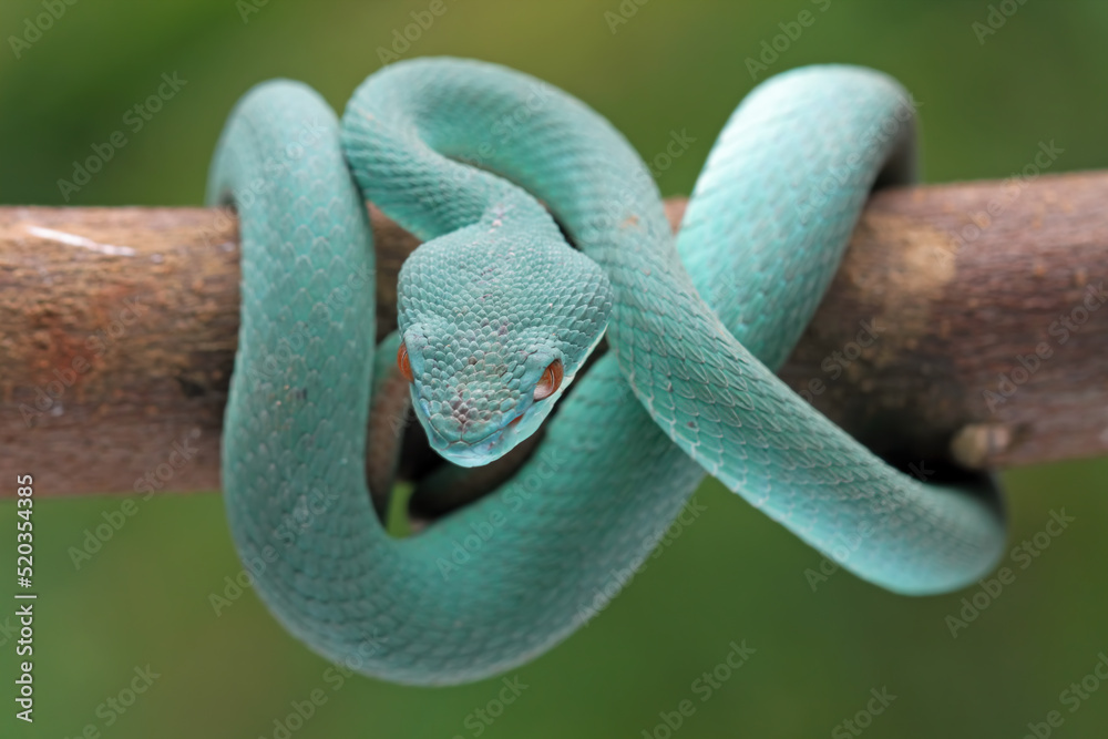 Obraz premium Baby blue viper snake closeup on branch,blue insularis,Trimeresurus Insularis