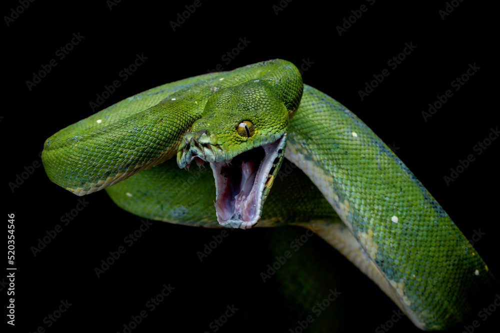 Fototapeta premium Green Tree Python (Morelia viridis) ready to attack. Green tree pythons are found in Indonesia, Papua New Guinea, and Australia. 