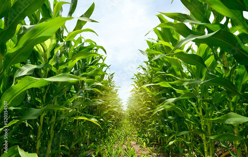 Young corn plantation growing up. Fototapet