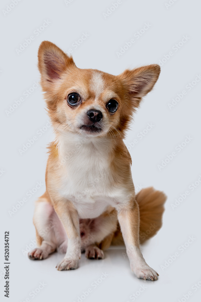Chihuahua, male, brown, on a white background