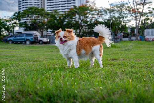 Brown female chihuahua on the lawn