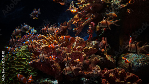 Fototapeta Naklejka Na Ścianę i Meble -  coral reef in aquarium