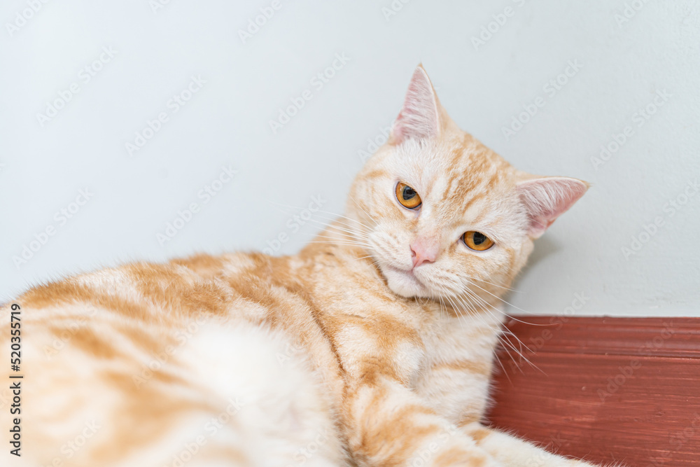 Close up portrait of ginger cat face with interest looking in camera. Close up portrait of ginger cat face with interest looking in camera.