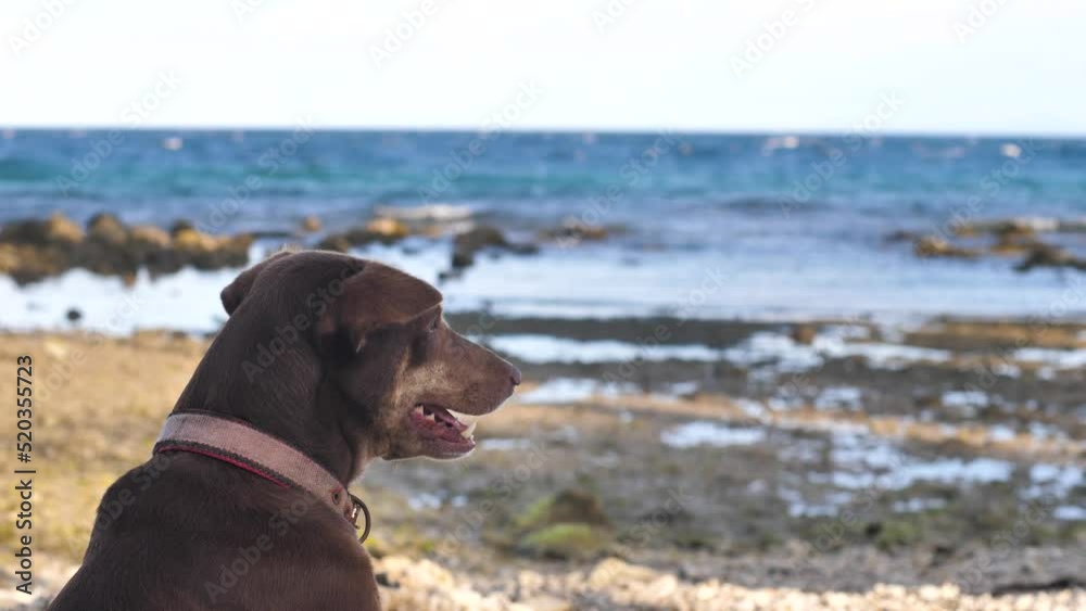 A Brown Dog Staying on the Beach seashore watching the waves of the ocean. A Brown Dog Staying on the Beach seashore watching the waves of the ocean.