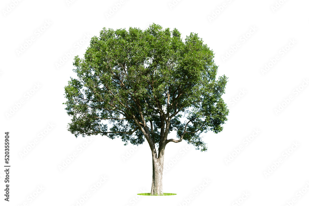 Isolated green tree on white background, Trees isolated on white background, tropical trees isolated used for design, advertising and architecture. Isolated green tree on white background, Trees isolated on white background, tropical trees isolated used for design, advertising and architecture.