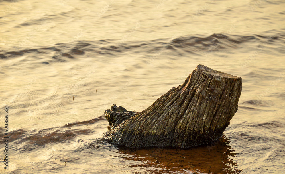 Dry tree stump on the water surface after the water level recedes. Concept. Water crisis. Global warming. Dry tree stump on the water surface after the water level recedes. Concept. Water crisis. Global warming.