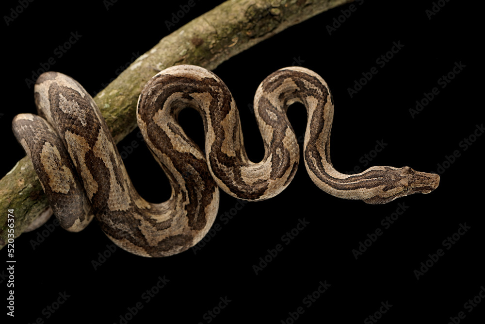 Obraz premium Ground Boa snake (Candoia carinata) on black background. Candoia carinata is popular as a pet in Indonesia, where it is known by the common name Monopohon.