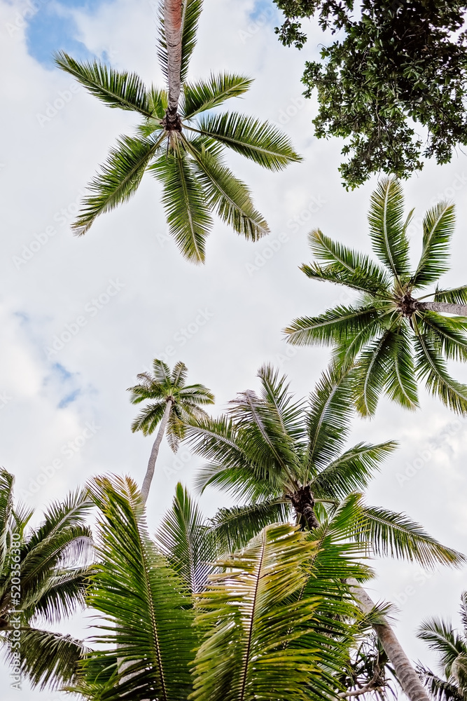 Palm trees and blue sky