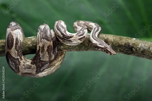 Ground Boa snake (Candoia carinata) on black background. Candoia carinata is popular as a pet in Indonesia, where it is known by the common name Monopohon.