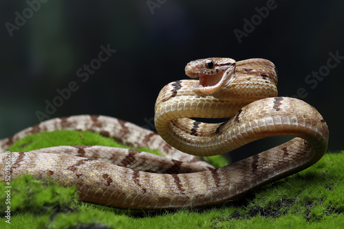 Dog-toothed Cat Snake (Boiga cynodon) is a snake endemic to South East Asia.