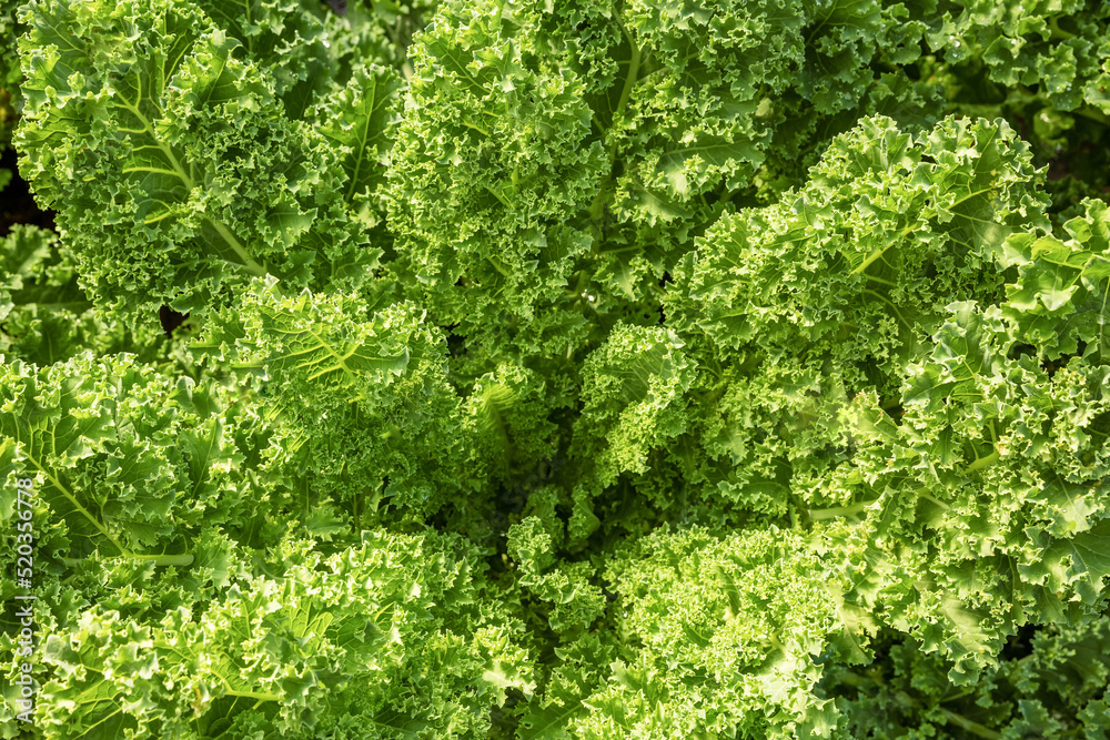 Fresh green lettuce leaves growth in garden, Close up leaf kale lettuce salad plant, hydroponic vegetable leaves background. healthy organic food, agriculture and hydroponic concept. Fresh green lettuce leaves growth in garden, Close up leaf kale lettuce salad plant, hydroponic vegetable leaves background. healthy organic food, agriculture and hydroponic concept.