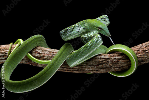 Asian Vine Snake (Ahaetulla prasina) is a species of snake native to Southern Asia. Asian Vine snake isolated on black background. photo