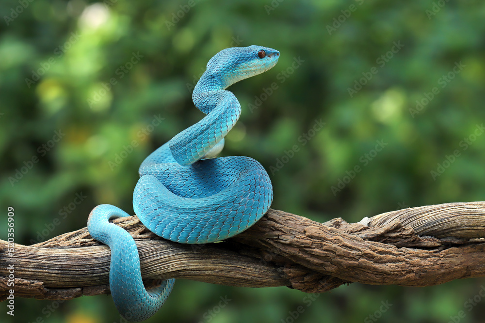 White-lipped Pit Viper or Blue Insularis (Trimeresurus insularis) is ...