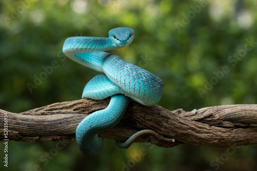 White-lipped Pit Viper or Blue Insularis (Trimeresurus insularis) is venomous pit vipers and endemic species in Indonesia. The color is unique, namely turquoise blue.
