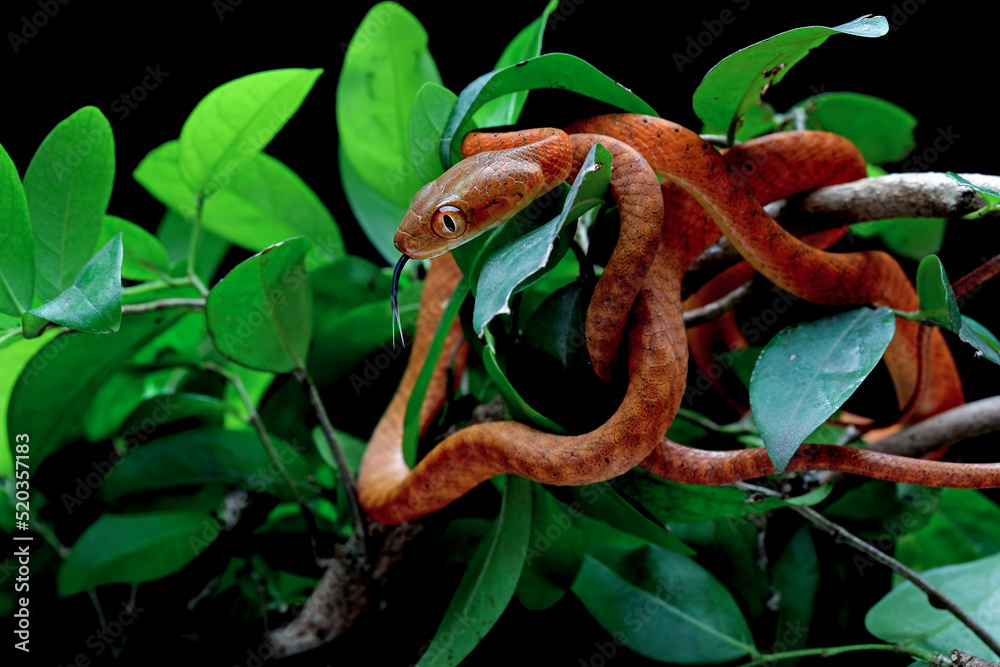 Obraz premium Baby Red Boiga Snake closeup on tree.
