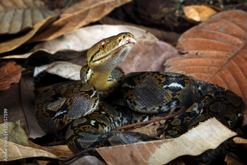 Reticulated Python (Malayopython reticulatus) is a python species native to Southeast Asia. Reticulated Python camouflage on dry leaves. photo
