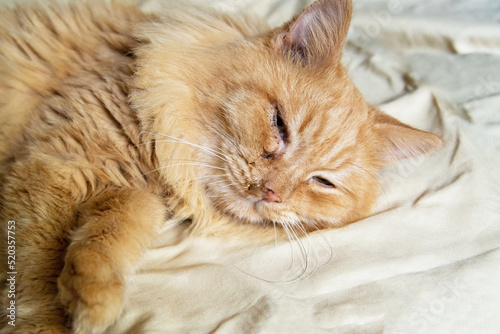 a ginger cat with nasal discharge. Rhinitis in a cat