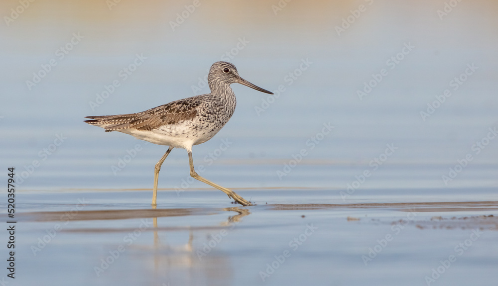 Common Greenshank feeding at a wetland in spring on a migration way Common Greenshank feeding at a wetland in spring on a migration way