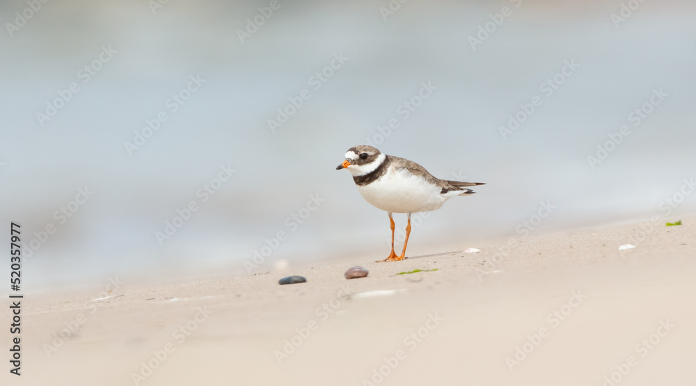 Great Ringed Plover - adult bird on the autumn migration way at a seashore Great Ringed Plover - adult bird on the autumn migration way at a seashore