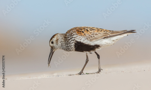 Dunlin - Calidris alpina - adult bird at a seashore on the autumn migration way photo