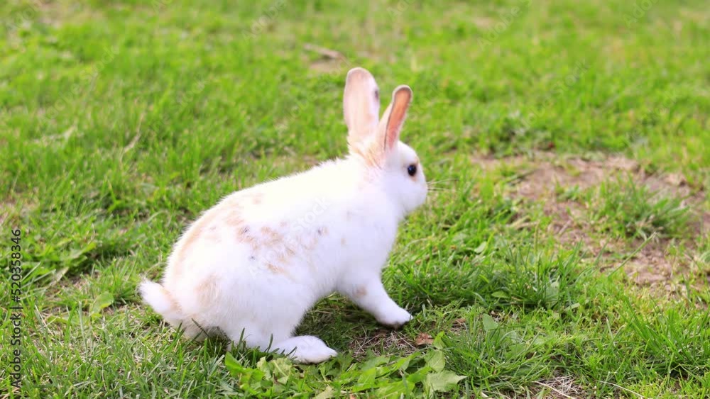 Young adorable bunny playing in garden.