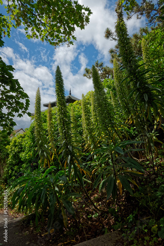 Vertical shot of greenery with the echium pininana (Tower of Jewels) at the Sorrento Park in Dalkey, Ireland