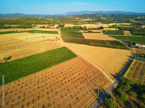 Aerial Mediterranean landscape with cypresses  olive trees and vineyards in Provence  Southern France